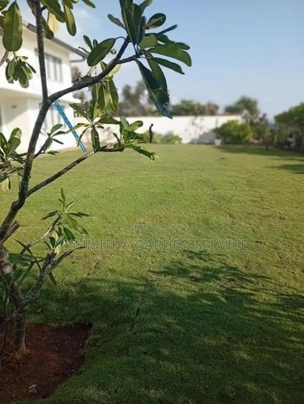 Malaysian Grass Carpet