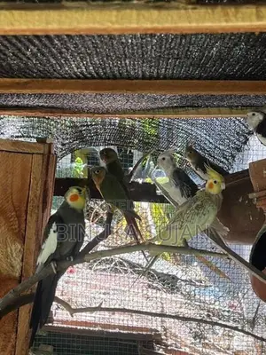 Cocktails Birds