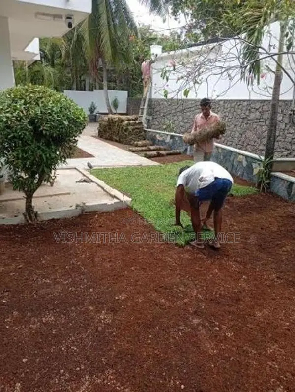 Australian Grass