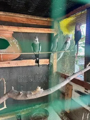 Cocktails Birds