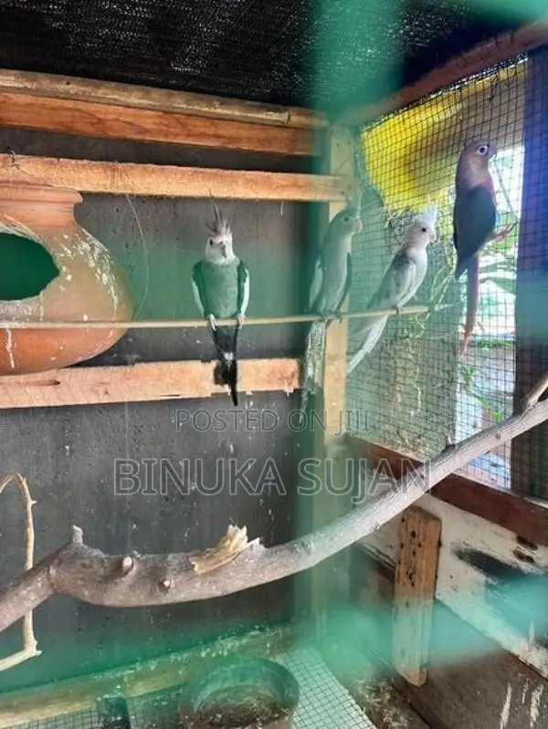 Cocktails Birds