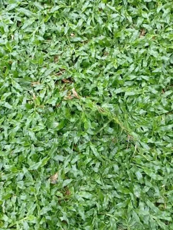 Australian Grass