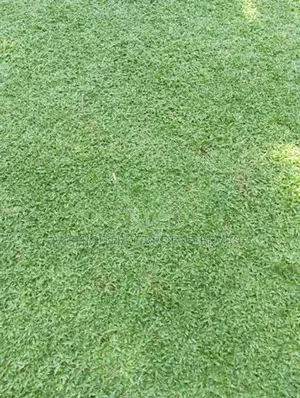 Australian Grass