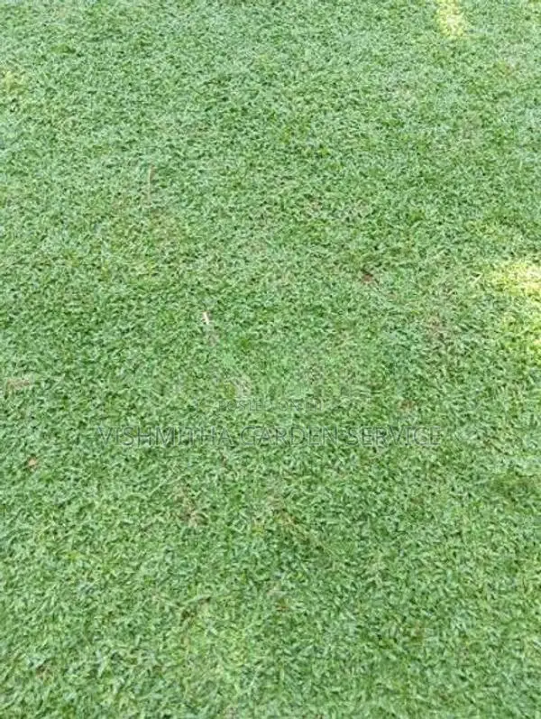 Australian Grass