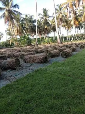 Australian Grass