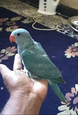 Indian Ringnack