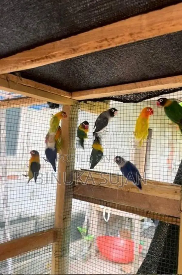 African Love Birds