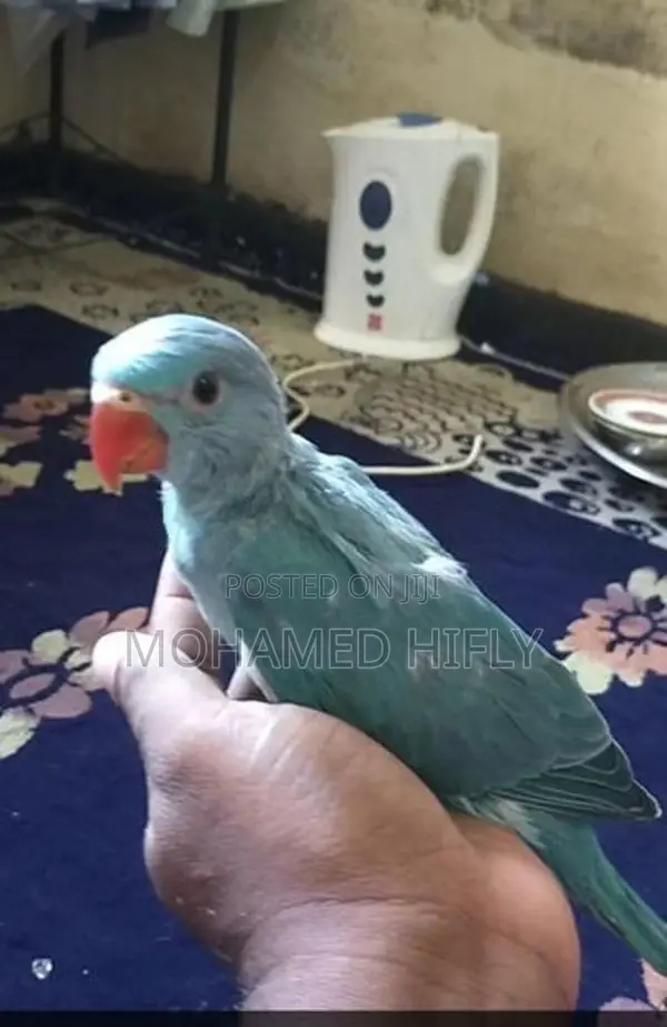 Indian Ringnack