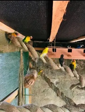 African Love Birds