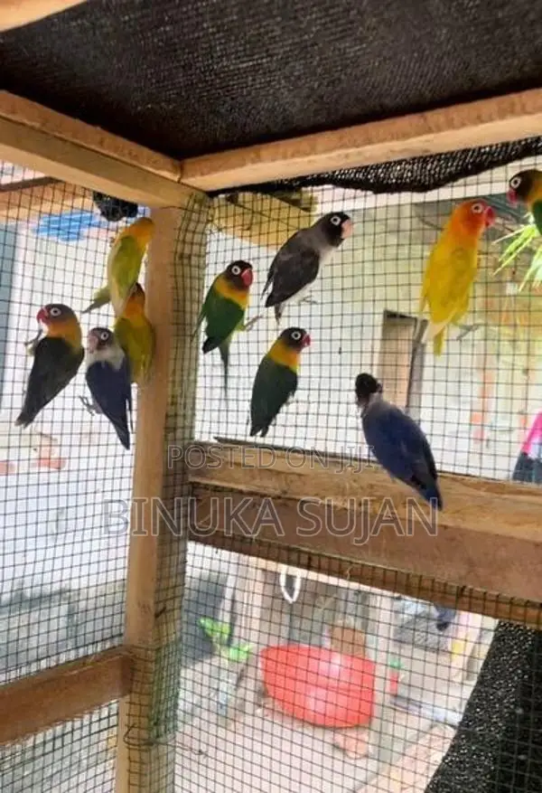 African Love Birds