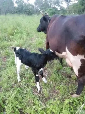 Jersey Cow