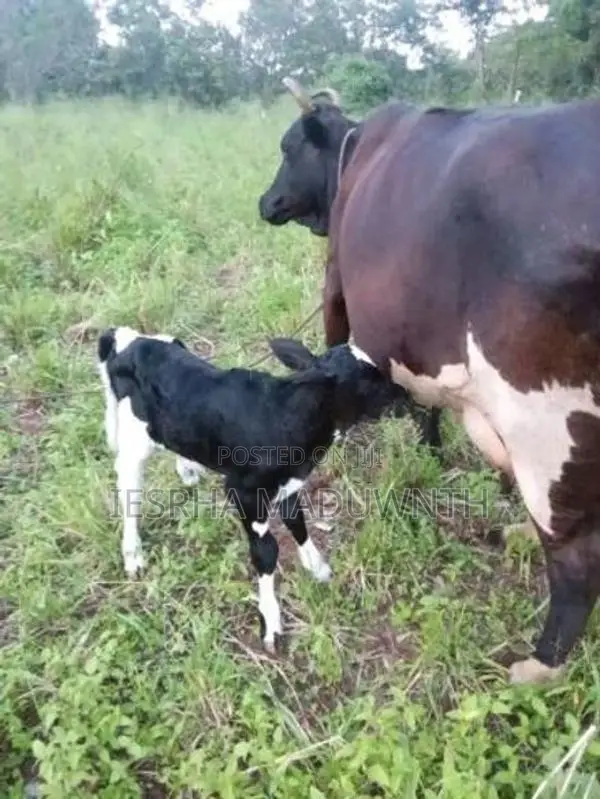 Jersey Cow