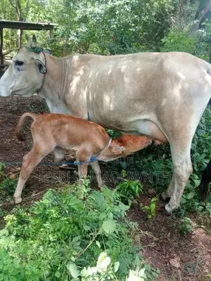 Jersey Cow