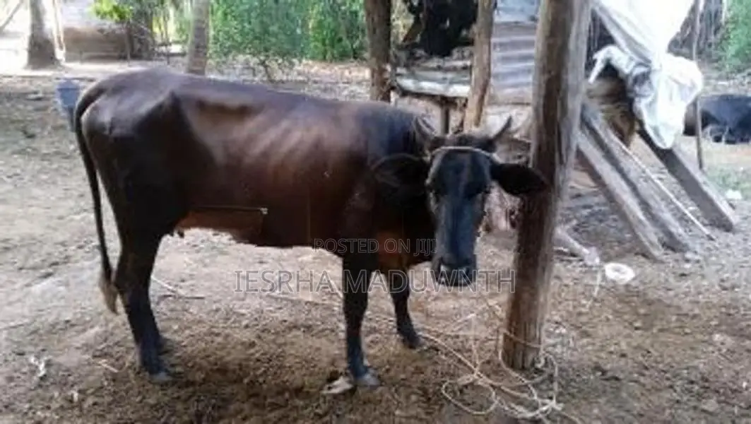Jersey Cow