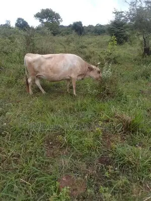 Jersey Cow