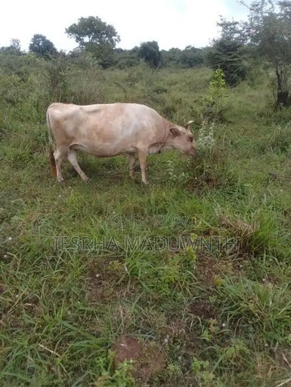 Jersey Cow