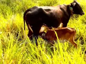 Jersey Cow