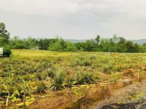 10P Residential Land Plots for Sale in Eheliyagoda