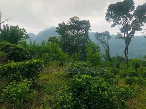 Kithulgala -Kalugala, Pitawala 157 Perches Land for Sale (SSPL-387)