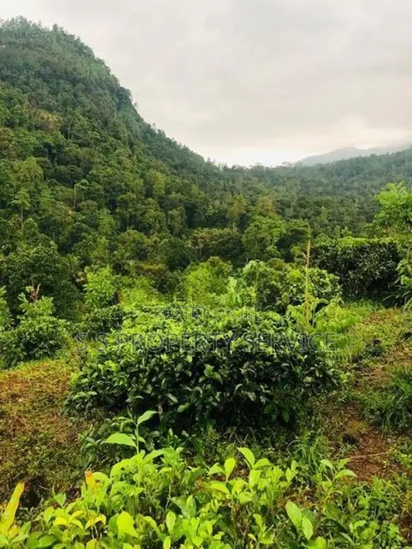 Kithulgala -Kalugala, Pitawala 157 Perches Land for Sale (SSPL-387)