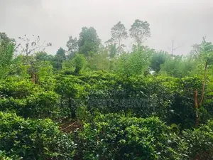 Kithulgala -Kalugala, Pitawala 157 Perches Land for Sale (SSPL-387)