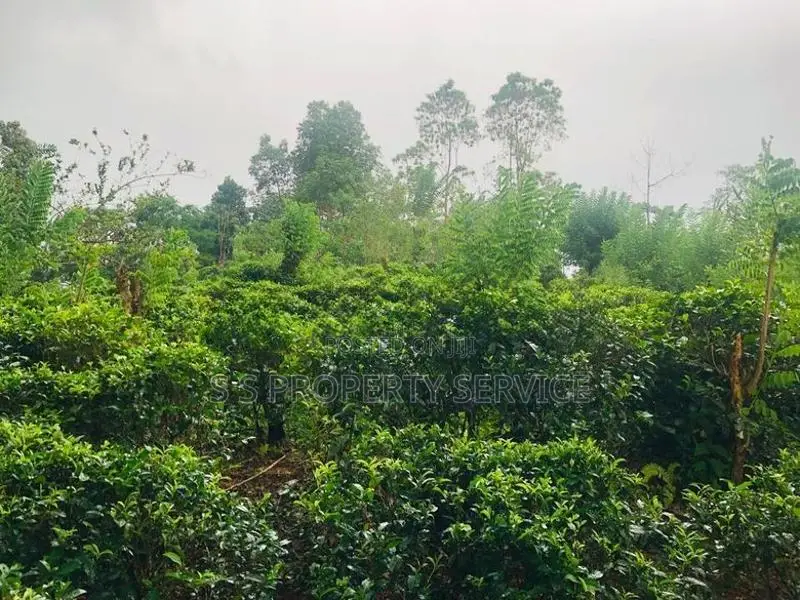 Kithulgala -Kalugala, Pitawala 157 Perches Land for Sale (SSPL-387)