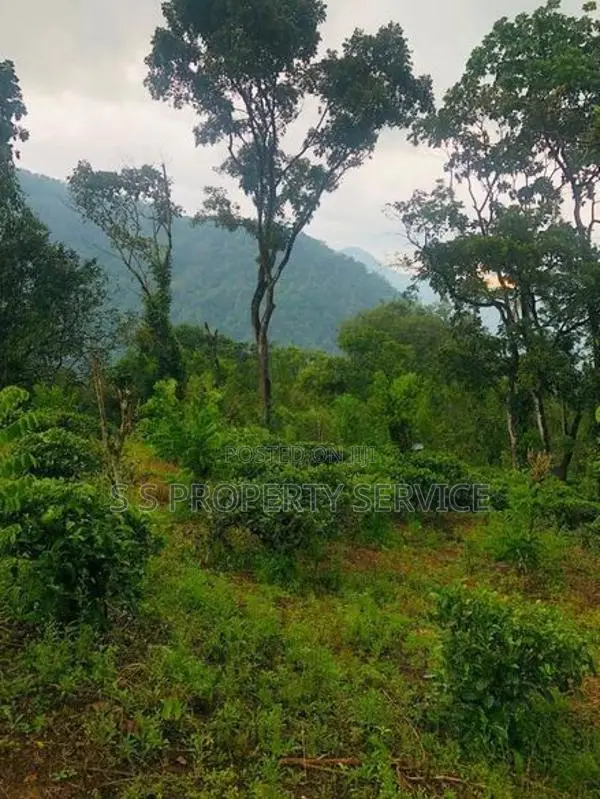 Kithulgala -Kalugala, Pitawala 157 Perches Land for Sale (SSPL-387)