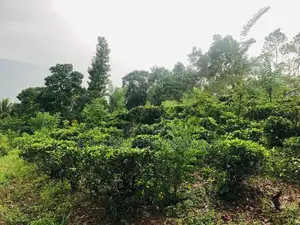 Kithulgala -Kalugala, Pitawala 157 Perches Land for Sale (SSPL-387)