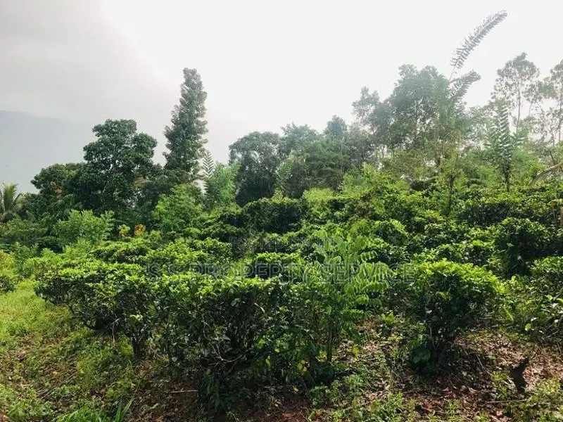 Kithulgala -Kalugala, Pitawala 157 Perches Land for Sale (SSPL-387)