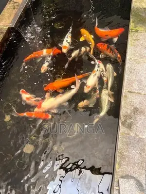 Koi Carp