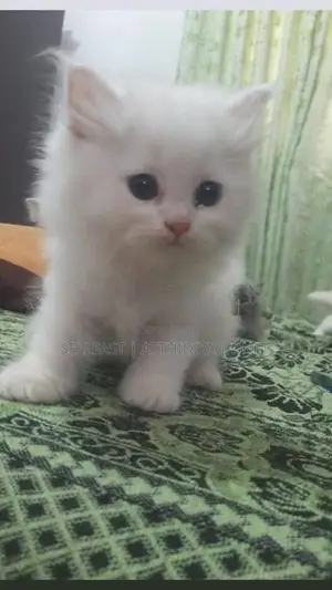 Persian Cat