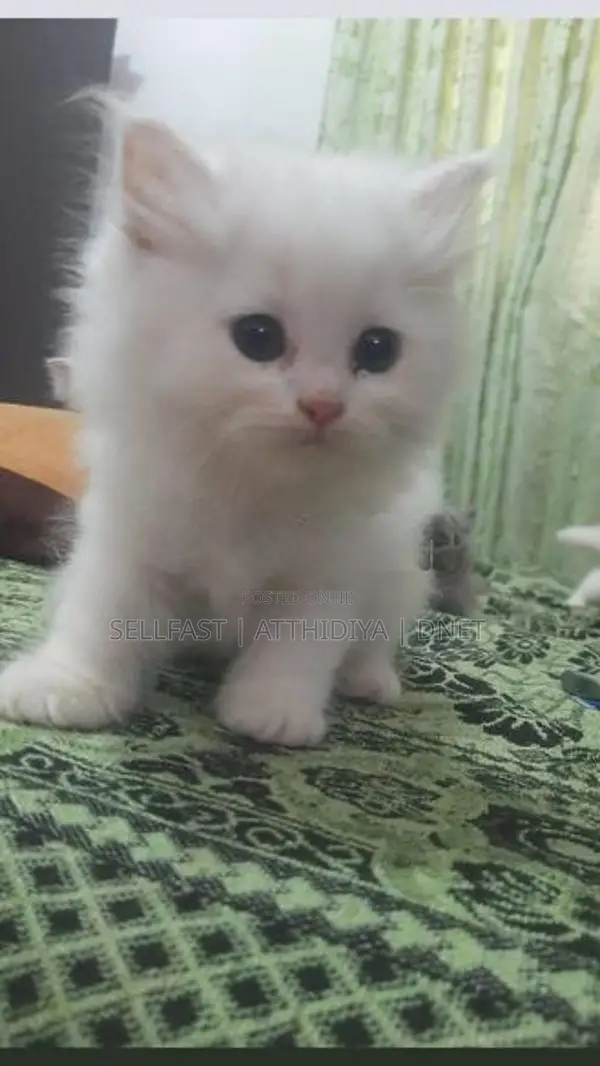Persian Cat
