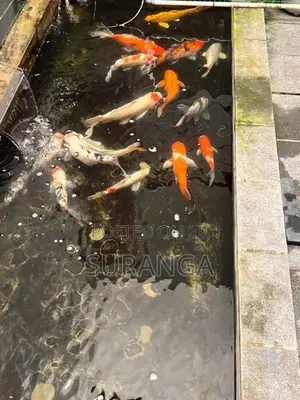 Koi Carp