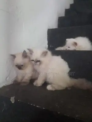 Persian Cat
