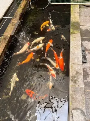 Koi Carp