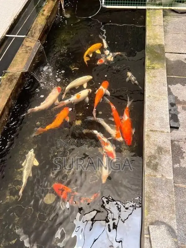 Koi Carp
