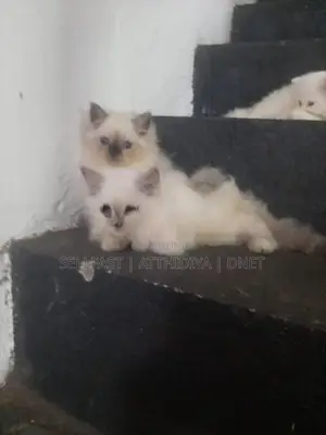 Persian Cat