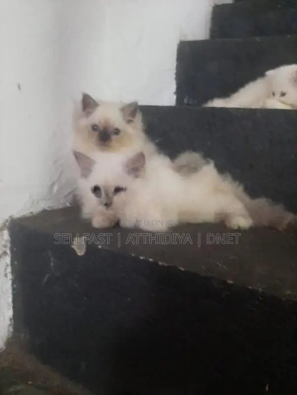 Persian Cat