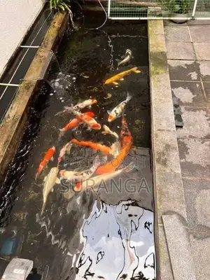 Koi Carp