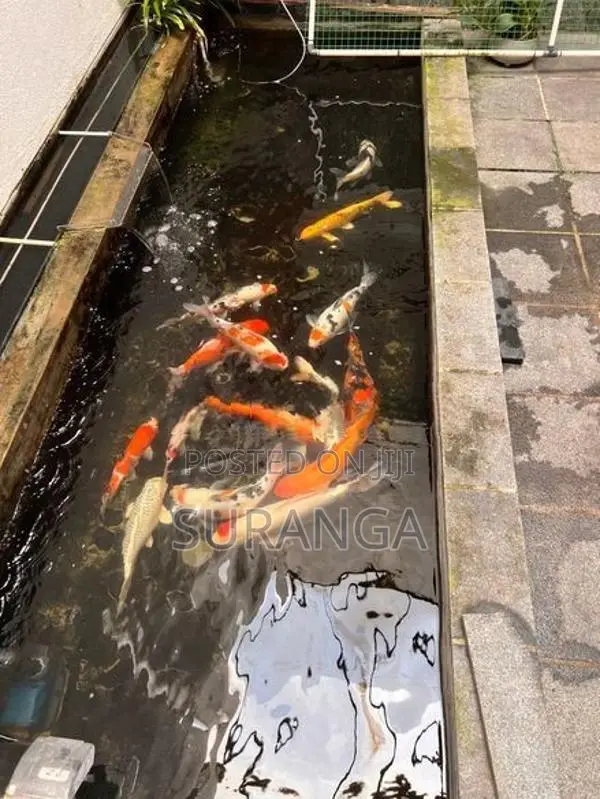Koi Carp