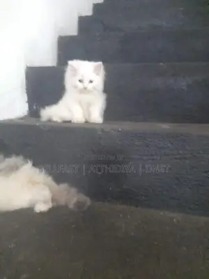 Persian Cat