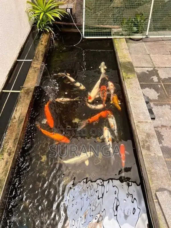 Koi Carp