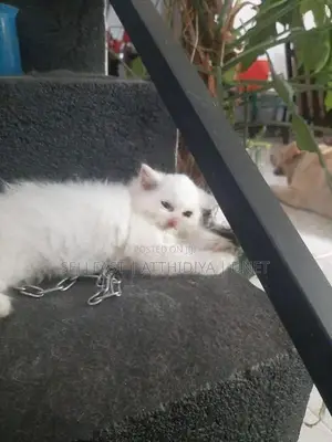 Persian Cat