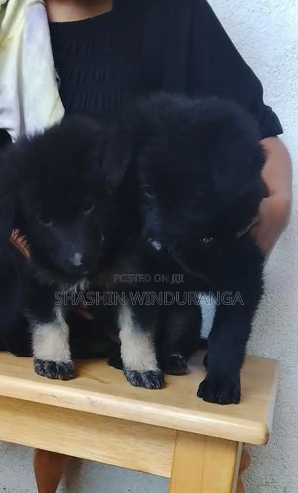 ජේමන් සෆර්ඩ් පැටවුන්