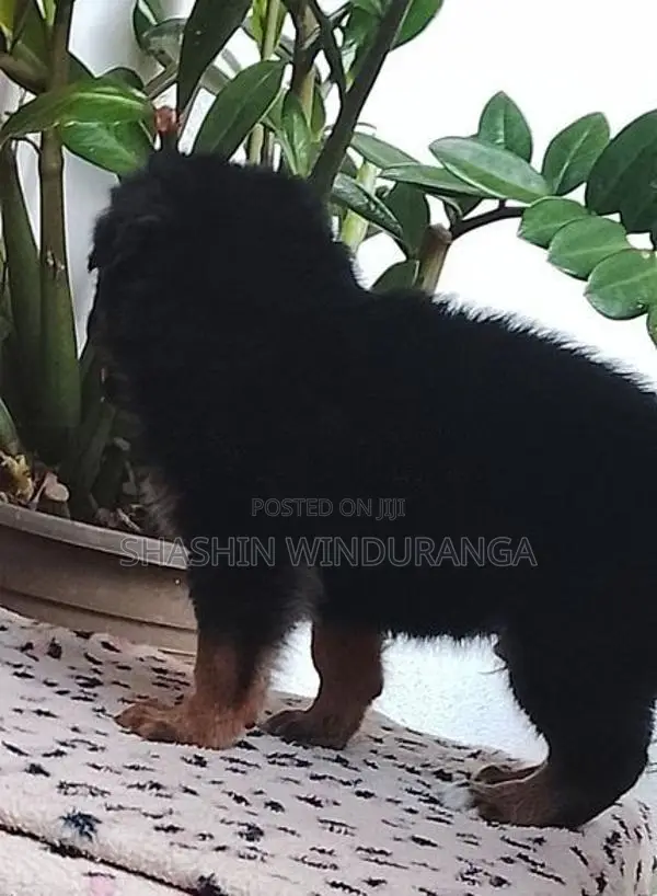 ජේමන් සෆර්ඩ් පැටවුන්
