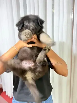 ජේමන් සෆර්ඩ් පැටවුන්