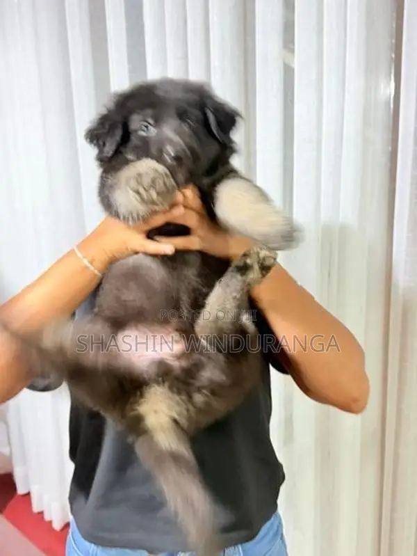 ජේමන් සෆර්ඩ් පැටවුන්