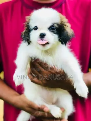 Shih Tzu Puppies