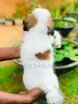 Shih Tzu Puppies