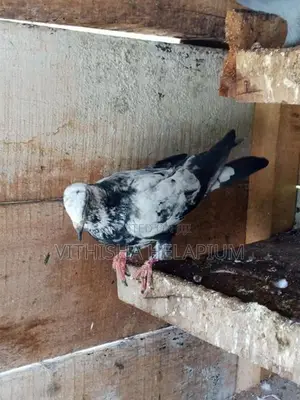 Pigeon